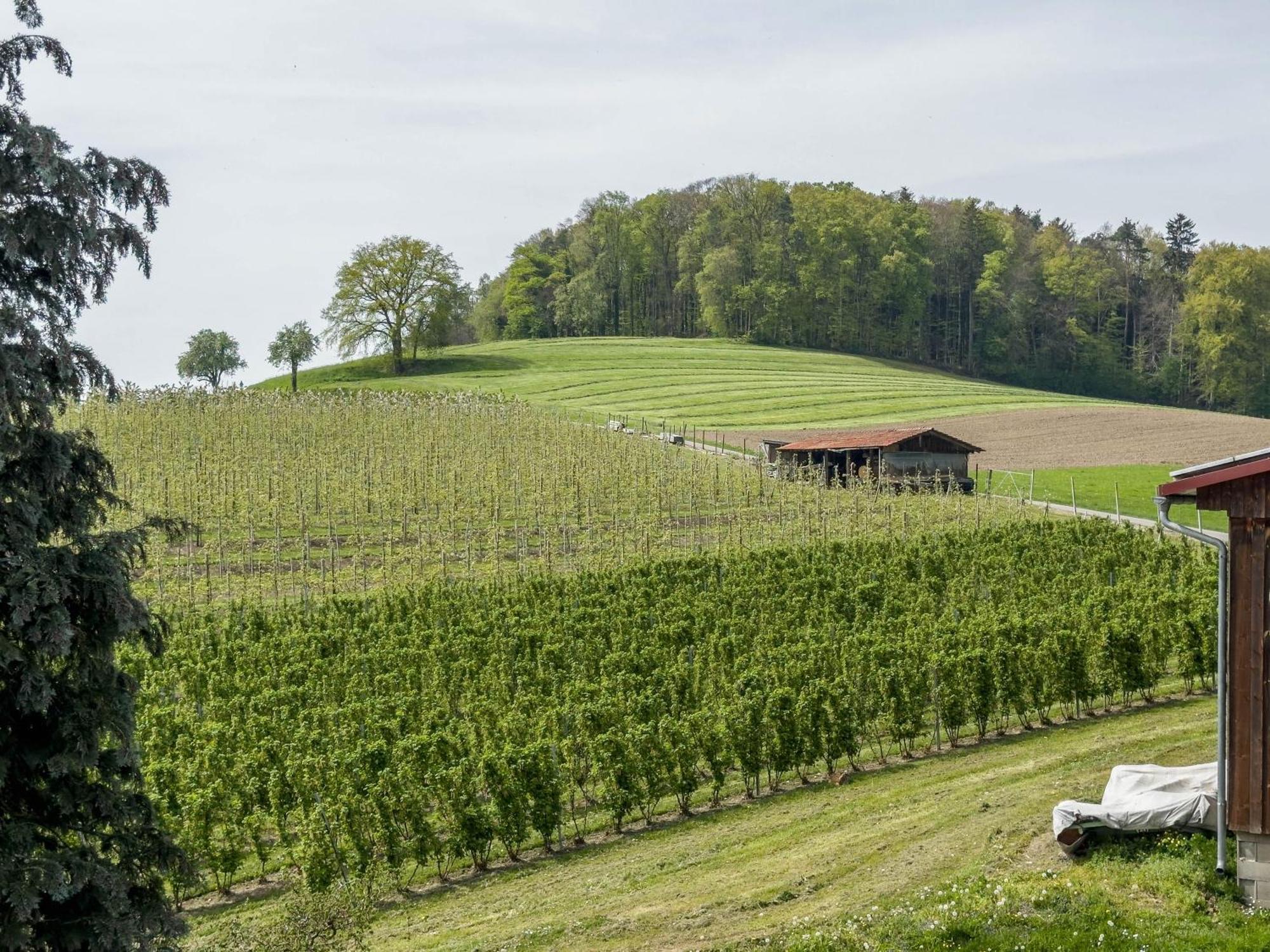 Ferienwohnung Lang Kressbronn am Bodensee Luaran gambar