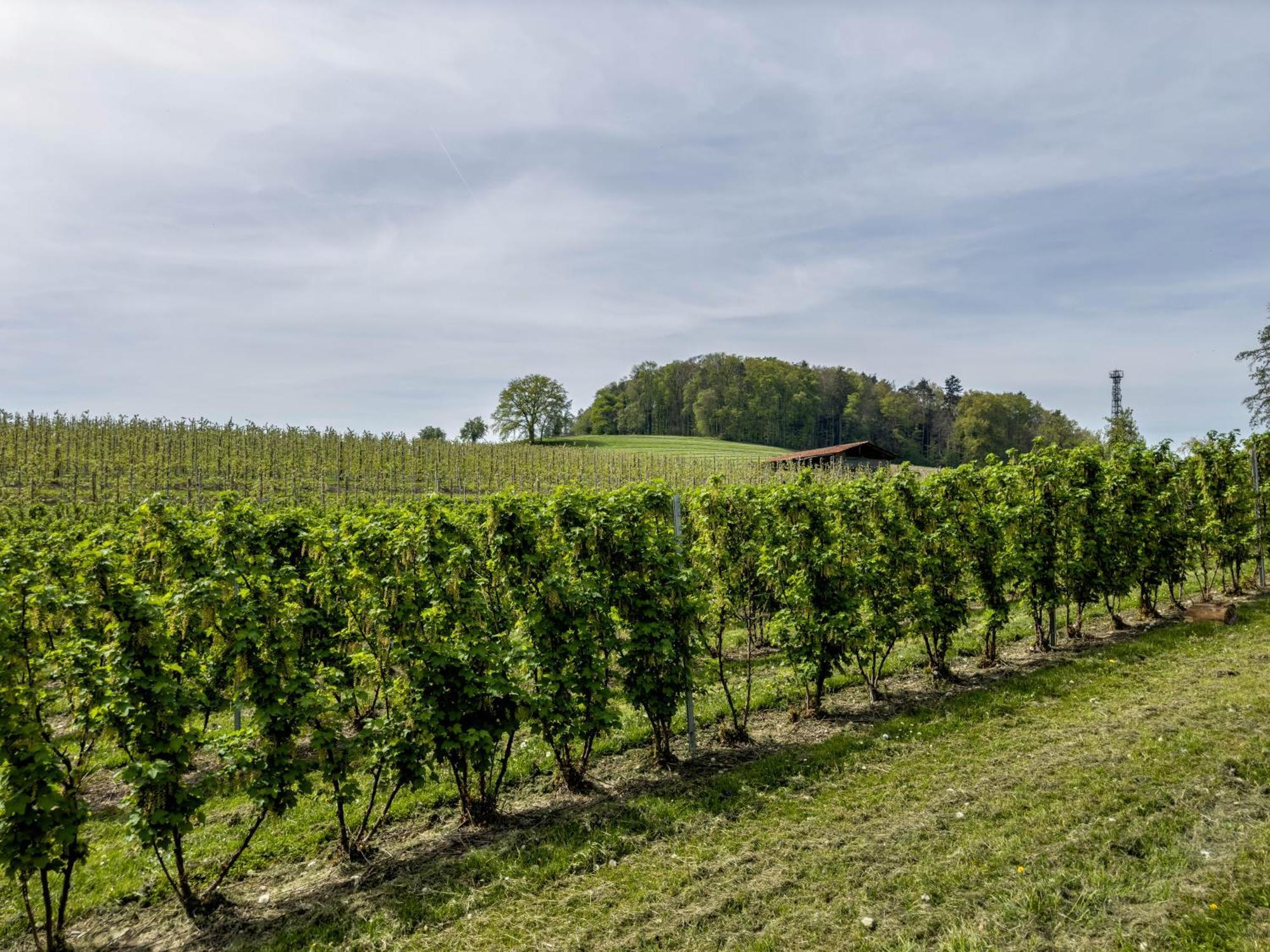 Ferienwohnung Lang Kressbronn am Bodensee Luaran gambar